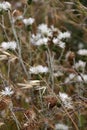 Wild thorny plants and flowers Royalty Free Stock Photo