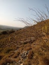 Wild thorny shrubs