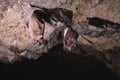 A wild three bats hangs in a dream on the ceiling of a stone cave. Little bats in the North Caucasus