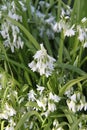 Wild Three-cornered Garlic Allium triquetrum White Flowers