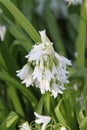 Wild Three-cornered Garlic Allium triquetrum White Flowers