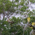 A wild three-toed sloth high in the forest canopy