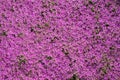 Wild thyme flowers. Royalty Free Stock Photo