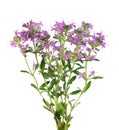 Wild thyme flowers, isolated on white background. Blooming sprigs of thymus serpyllum.