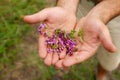 Wild thyme in hands