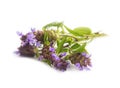 Wild thyme herb isolated