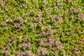 Wild thyme plants in the field. Many small pink flowers of creeping elven thyme in the herb garden. Background of pink purple Royalty Free Stock Photo