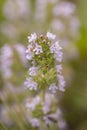 Wild thyme, stem blooming with small purple flowers close-up. Thymus marschallianus in nature, aromatic spice