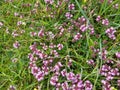 Wild Thyme - Thymus polytrichus, Conistone Limestone Pavement, Yorkshire, England, UK