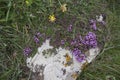 Wild Thyme Thymus polytrichus, Kynance Cove, Cornwall, England Royalty Free Stock Photo