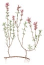 Wild thyme Thymus serpyllum botanical drawing over white background