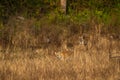 Wild tiger in action and stalking prey walking in grass. A tiger behavior image at dhikala zone safari jim corbett national park