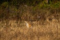 Wild tiger in action and stalking prey walking in grass. A tiger behavior image at dhikala zone safari jim corbett national park Royalty Free Stock Photo