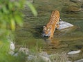 Wild Tiger: Crossing river in the forest of Jim Corbett Royalty Free Stock Photo