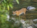 Wild Tiger: Crossing river in the forest of Jim Corbett Royalty Free Stock Photo