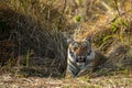 Wild Tiger Cub Portrait At Jim Corbett National Park Or Tiger Reserve, Uttarakhand, India