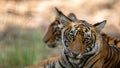 Wild tiger cub resting under shade of tree during hot summers at national park of central india forest