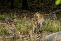 Wild tiger cub and watchful mom. A careful mother tigress or panthera tigris tigris with her cub in safari at ranthambore national Royalty Free Stock Photo