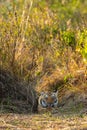 Wild Tiger in green background doing Personal grooming, Cleaning and Licking paws and claws at Jim Corbett National Park india