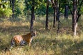 Wild tiger in the jungle. India. Bandhavgarh National Park. Madhya Pradesh. Royalty Free Stock Photo