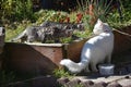 Wild Tiger Kittens stalking a most vexed White Cat Goddess named Joy Royalty Free Stock Photo