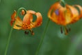 Wild Tiger Lilies Royalty Free Stock Photo
