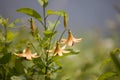 Wild tiger lilies Royalty Free Stock Photo