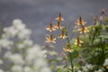 Wild tiger lilies Royalty Free Stock Photo