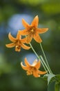 Wild tiger lilies Royalty Free Stock Photo