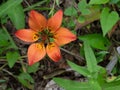 Wild Tiger Lily Flower From Above