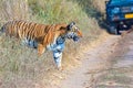 Wild Tiger: Panthera tigris crossing trail during safari at the forest of Jim Corbett