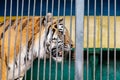 Wild tiger portret trapped betweencage bars. Tiger in a cage