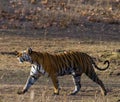 Wild tiger walking on grass in the jungle. India. Bandhavgarh National Park. Madhya Pradesh. Royalty Free Stock Photo