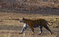 Wild tiger walking on grass in the jungle. India. Bandhavgarh National Park. Madhya Pradesh. Royalty Free Stock Photo