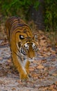 Wild tiger walking on grass in the jungle. India. Bandhavgarh National Park. Madhya Pradesh. Royalty Free Stock Photo