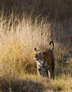 Wild tiger walking on grass in the jungle. India. Bandhavgarh National Park. Madhya Pradesh. Royalty Free Stock Photo