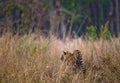 Wild tiger walking on grass in the jungle. India. Bandhavgarh National Park. Madhya Pradesh. Royalty Free Stock Photo