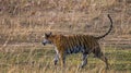 Wild tiger walking on grass in the jungle. India. Bandhavgarh National Park. Madhya Pradesh. Royalty Free Stock Photo