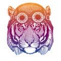 Wild tiger wearing vintage aviator leather helmet. Image in retro style. Flying club or motorcycle biker emblem. Vector