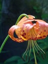 Wild Tigerlily of northern california Royalty Free Stock Photo