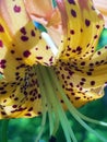 Wild Tigerlily of northern callifornia Royalty Free Stock Photo