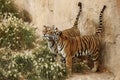 Wild tigers