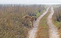 Panthera tigris - wild tigress crossing the road in an Indian forest