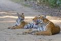 Tigress with cub resting in the forest of Jim Corbett Royalty Free Stock Photo