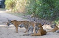 Tigress with cubs resting in the forest of Jim Corbett Royalty Free Stock Photo