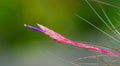 wild Tillandsia air plant flower, bloom close up. purple tubular shape with yellow tip. Tillandsia bartramii aka Bartrams Royalty Free Stock Photo