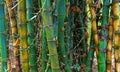 Wild timber bamboo stems background