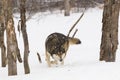 Wild timber wolf on hunt