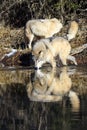 Wild timber wolves drinking water Royalty Free Stock Photo
