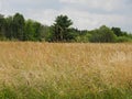 Acres of wild Timothy field grass grows in NYS FingerLakes